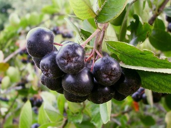 Aronia - fot. biokurier.pl